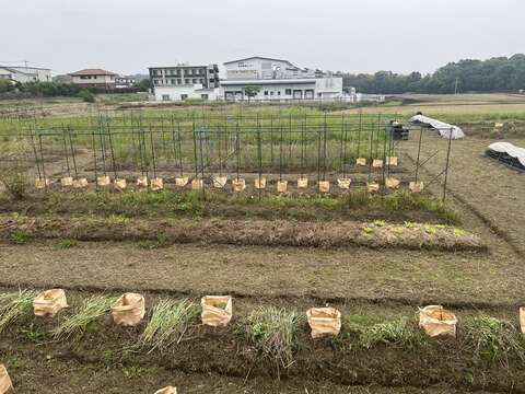 自然農法の圃場の写真