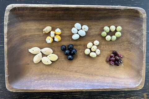 自然農法のタネの写真（種類2）